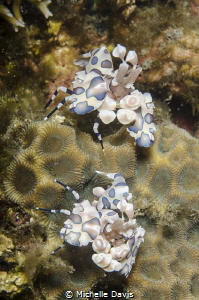 Pair of Harlequin Shrimp in Lembeh by Michelle Davis 